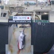 Japanese “Scientific Whaling” by its Right Name is “Commercial Whaling”