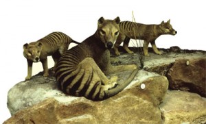 thylacine-RobinDesBois-2013