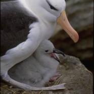 Aujourd’hui quand vous mangez du thon, vous tuez un albatros