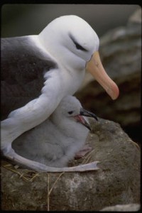 albatros-2011-RobindesBois