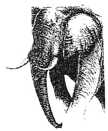 elephant-iv-robindesbois1986