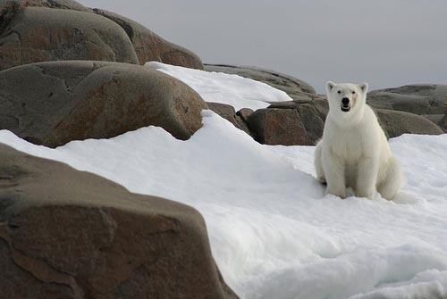 27_polar-bear-svalbard-norway_sites-pollues-arctiques_robin-des-bois