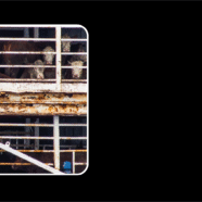 New Report Reveals Alarming Conditions in the Global Livestock Carrier Fleet