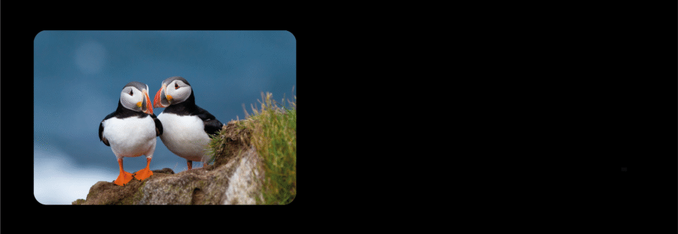 Avant-première “A la Trace” n°48