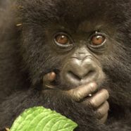 “A la Trace” n°33, le gorille règle ses comptes