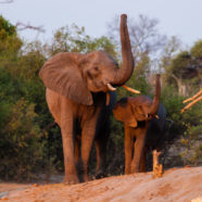 L’internationale des fossoyeurs d’éléphants et de rhinocéros en procès à Rennes
