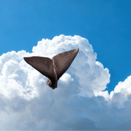 Echouage d’un cachalot à Préfailles