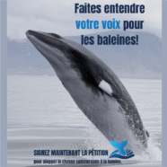(Français) Cessez-le-feu pour les baleines !