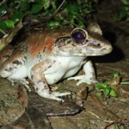 EU responsible for extinction domino effect on frog populations