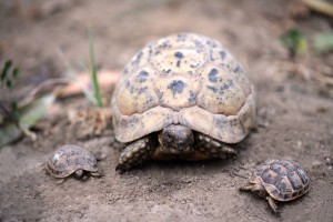 Testudo-kleinmanni_robin-des-bois