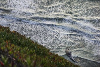 baleine-bleue-californie-Robindesbois