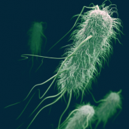 (Français) “Coli Bag” : les E. coli et les salmonelles sont-ils des espèces protégées ?