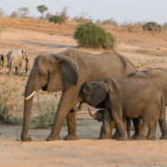 Les éléphants vont mourir pour nourrir