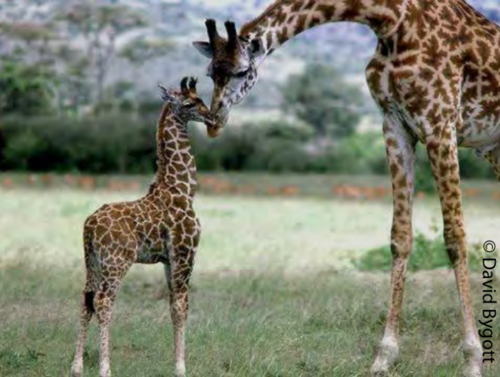 Les girafes  Mammifères Africains