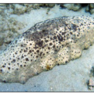 Sea cucumbers : CITES takes into account the lower class