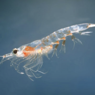 The cry of the krill