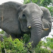 (Français) Prenez la défense des éléphants !