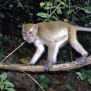 Good news for macaques