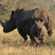 The International of Elephant and Rhino Gravediggers sentenced