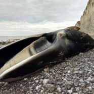(Français) Echouages de baleines – lettre ouverte au préfet de Seine-Maritime