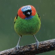 “On the Trail” n°48, the defaunation bulletin